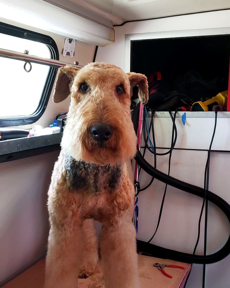 A dog groomed one-on-one inside the Twinkies mobile spa van