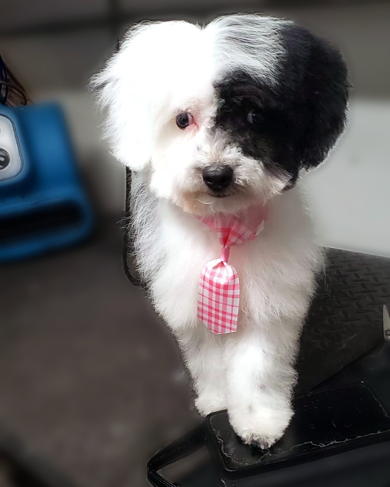 Black-and-white pup with a pink gingham bow
