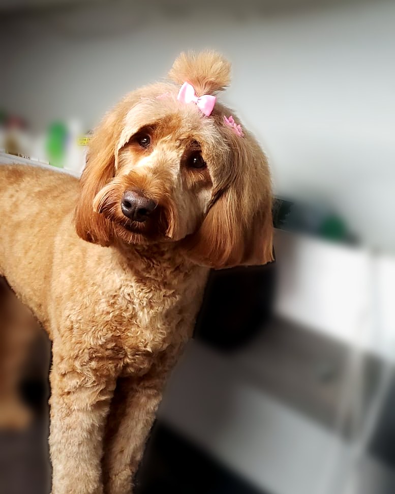 Goldendoodle with a pink bow after grooming