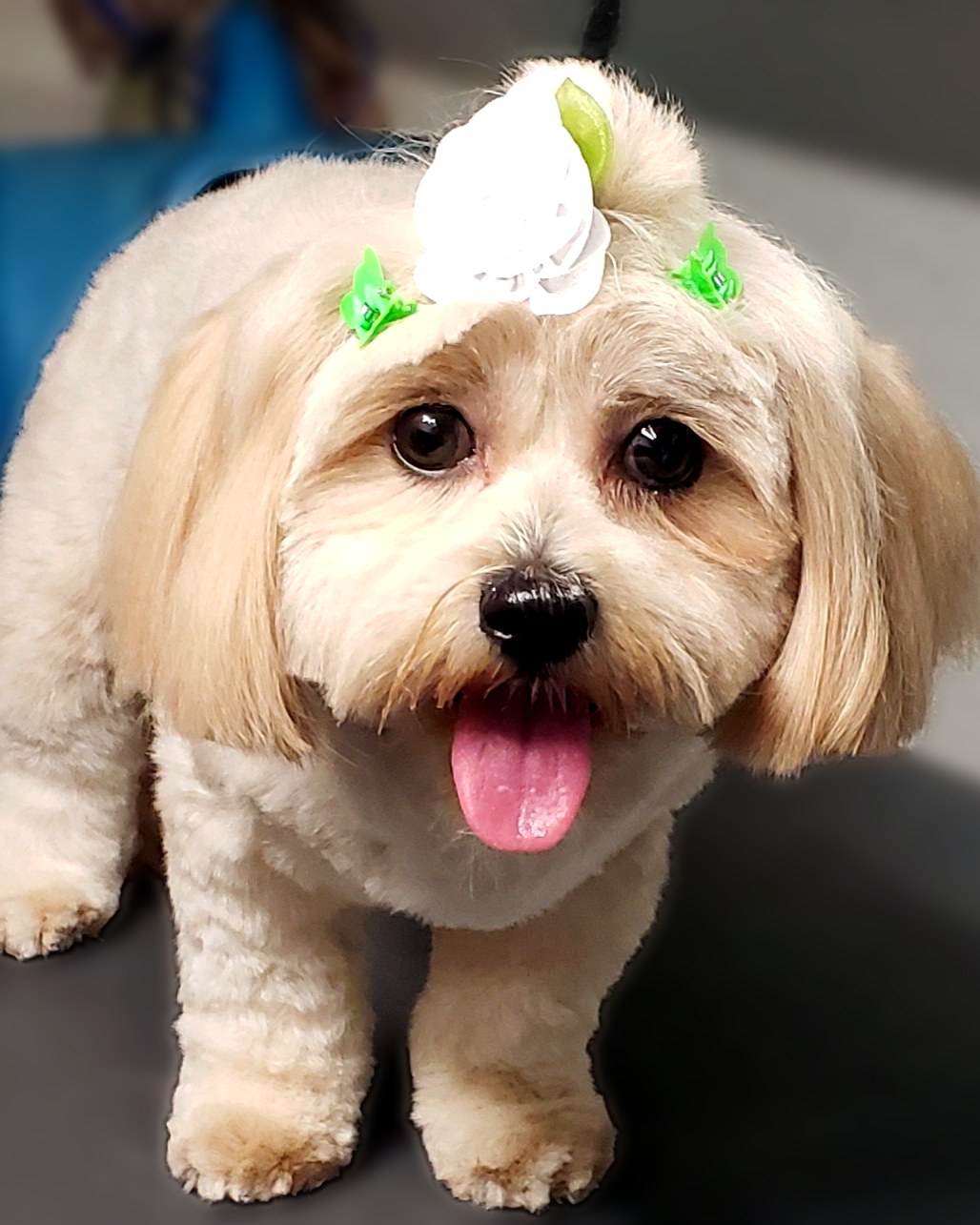 Fluffy dog with a white flower clip, tongue out