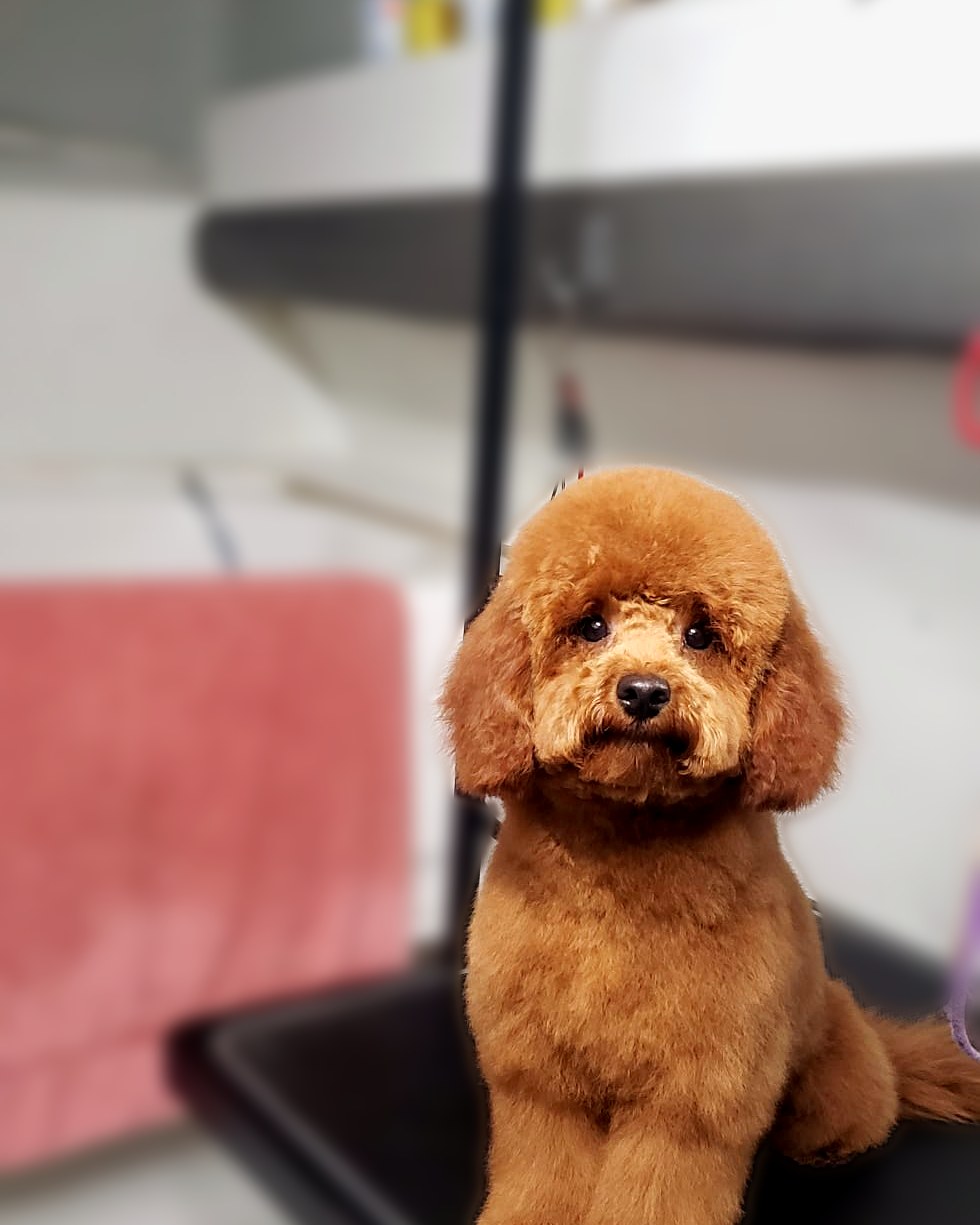 Freshly groomed red poodle with a teddy-bear cut
