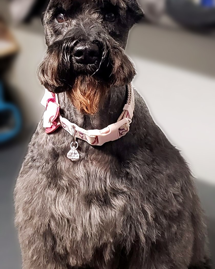 Groomed schnauzer wearing a pink flower