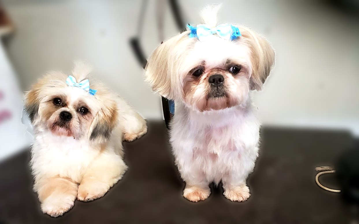 Two shih tzus with matching blue bows