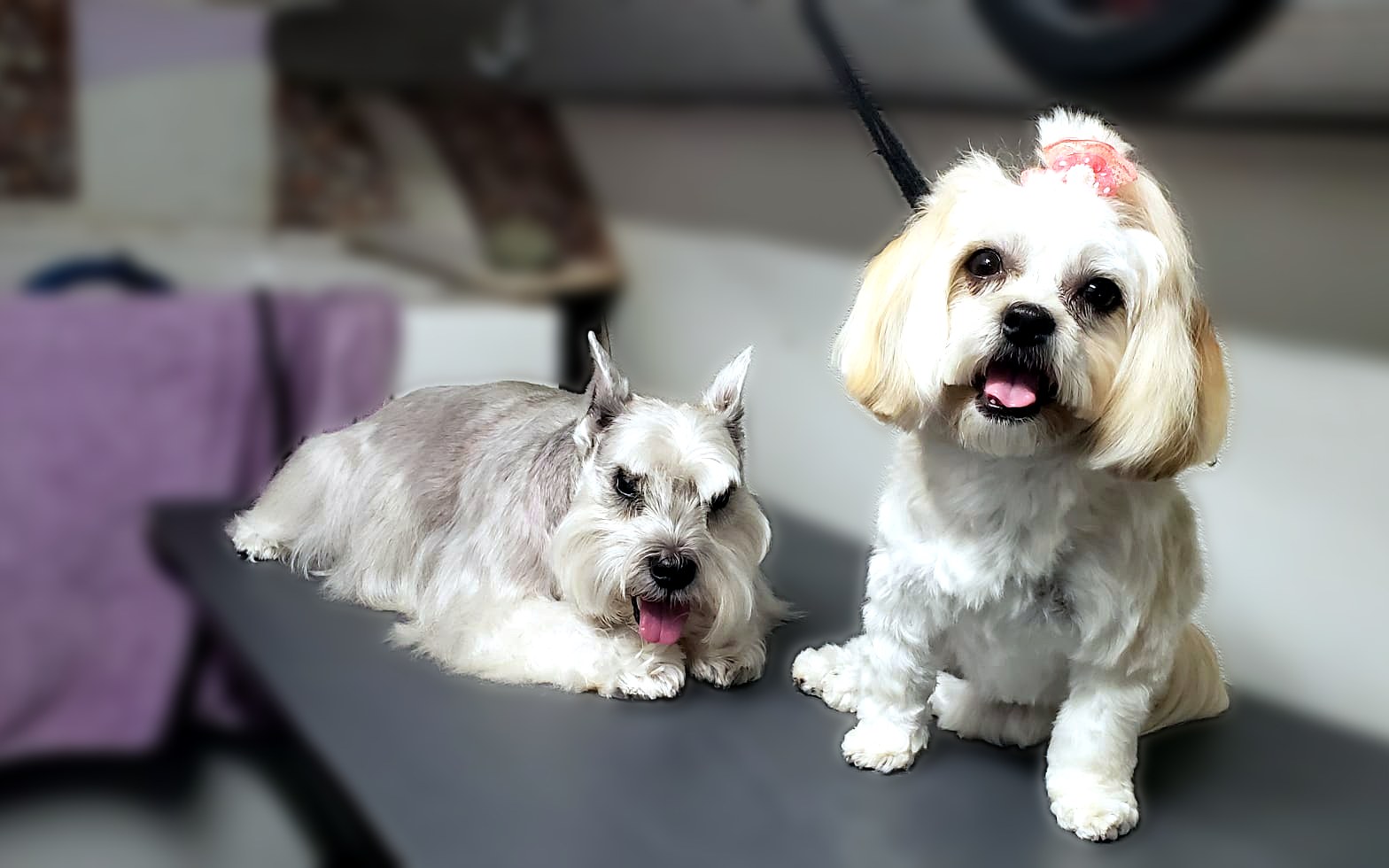Two freshly groomed dogs after their Twinkies mobile spa day